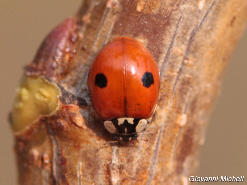 Harmonia axyridis: tutte? No, foto 2 e 3 Adalia bipunctata